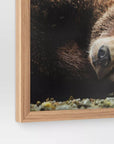 20" x 16" Bear Photography Framed Art - From Where -