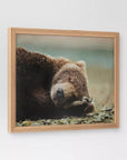 20" x 16" Bear Photography Framed Art - From Where -