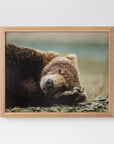 20" x 16" Bear Photography Framed Art - From Where -