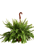 6" Live Hanging Indoor Plant in Pot - From Where -