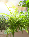 6" Live Hanging Indoor Plant in Pot - From Where -