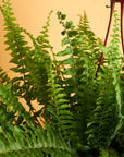 6" Live Hanging Indoor Plant in Pot - From Where -