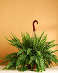 6" Live Hanging Indoor Plant in Pot - From Where -