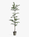 7'H Faux Black Olive Tree - From Where -