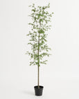 7'H Faux Black Olive Tree - From Where -