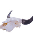 American Bison (Buffalo) Skull Wall Art - From Where -