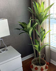 Artificial Dracaena Fragrans Potted Plant - From Where -