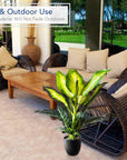 Artificial Golden Dieffenbachia Plant - From Where -