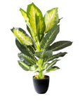 Artificial Golden Dieffenbachia Plant - From Where -