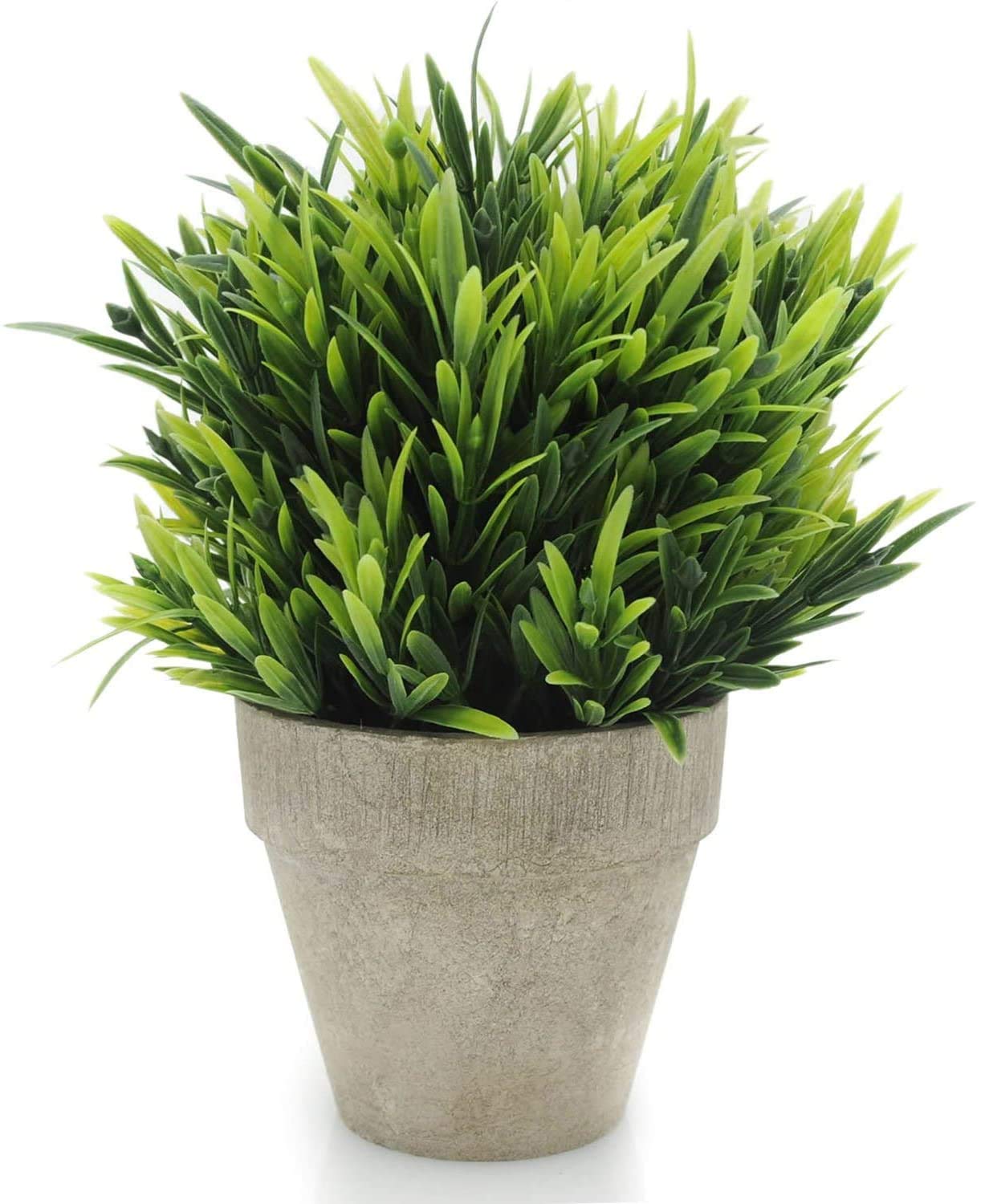cow tongue plant Ox Tongue Plant main image 0