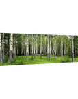 Aspen Trees in A Forest Wall Art - From Where -