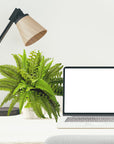 Boston Fern in White Planter Artificial Plant - From Where -