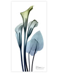 Calia Lily Frameless Graphic Wall Art - From Where -
