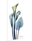 Calia Lily Frameless Graphic Wall Art - From Where -