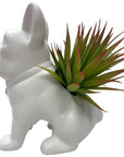 Desktop Succulent Artificial Plant - From Where -