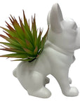 Desktop Succulent Artificial Plant - From Where -