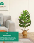 Fake Potted Ficus Lyrata Plant with Handmade Seagrass Basket - From Where -
