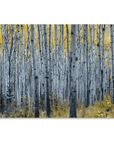 Forest of Aspen Trees Canvas Art - From Where -