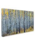 Forest of Aspen Trees Canvas Art - From Where -