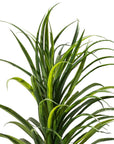 Grass Plant with Fiber Stone Pot - From Where -