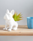 Green and White Artificial Succulent Plants - From Where -