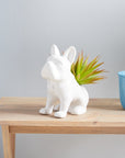 Green and White Artificial Succulent Plants - From Where -