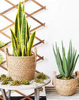 Handwoven Basket Plant Flower Pot - From Where -