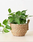 Handwoven Basket Plant Flower Pot - From Where -