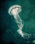 Marine Collection V Graphic Art - From Where -
