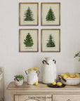Norway Spruce Scotch Pine Gallery Wall - From Where -