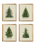 Norway Spruce Scotch Pine Gallery Wall - From Where -