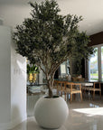 Olive Tree in 30" Globe Planter - From Where -