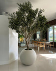 Olive Tree in 30" Globe Planter - From Where -