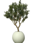 Olive Tree in 30" Globe Planter - From Where -