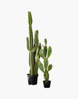 Potted Faux Cardón Cactus 5' - From Where -