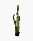 Potted Faux Cardón Cactus 5' - From Where -