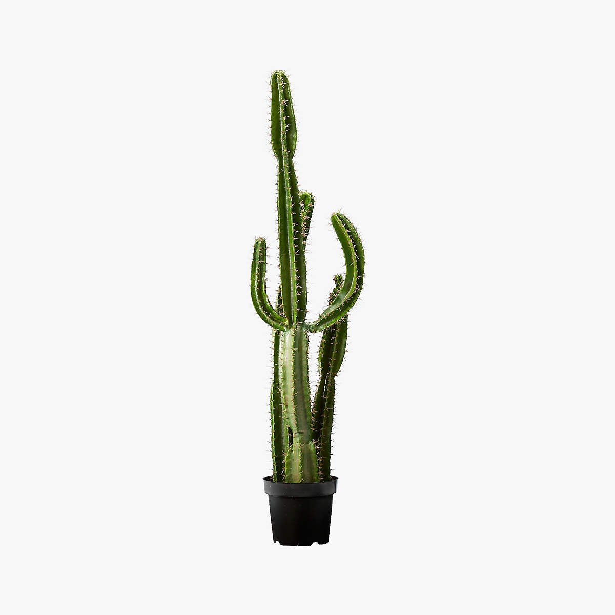 Potted Faux Cardón Cactus 5'