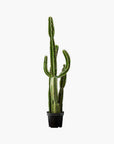 Potted Faux Cardón Cactus 5' - From Where -