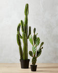 Potted Faux Cardón Cactus 5' - From Where -