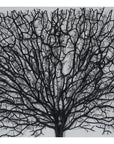 Withered Tree Shadow Box Wall Decor - From Where -