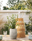 14" Privet Artificial Plant - From Where - 