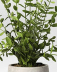 14" Privet Artificial Plant - From Where - 