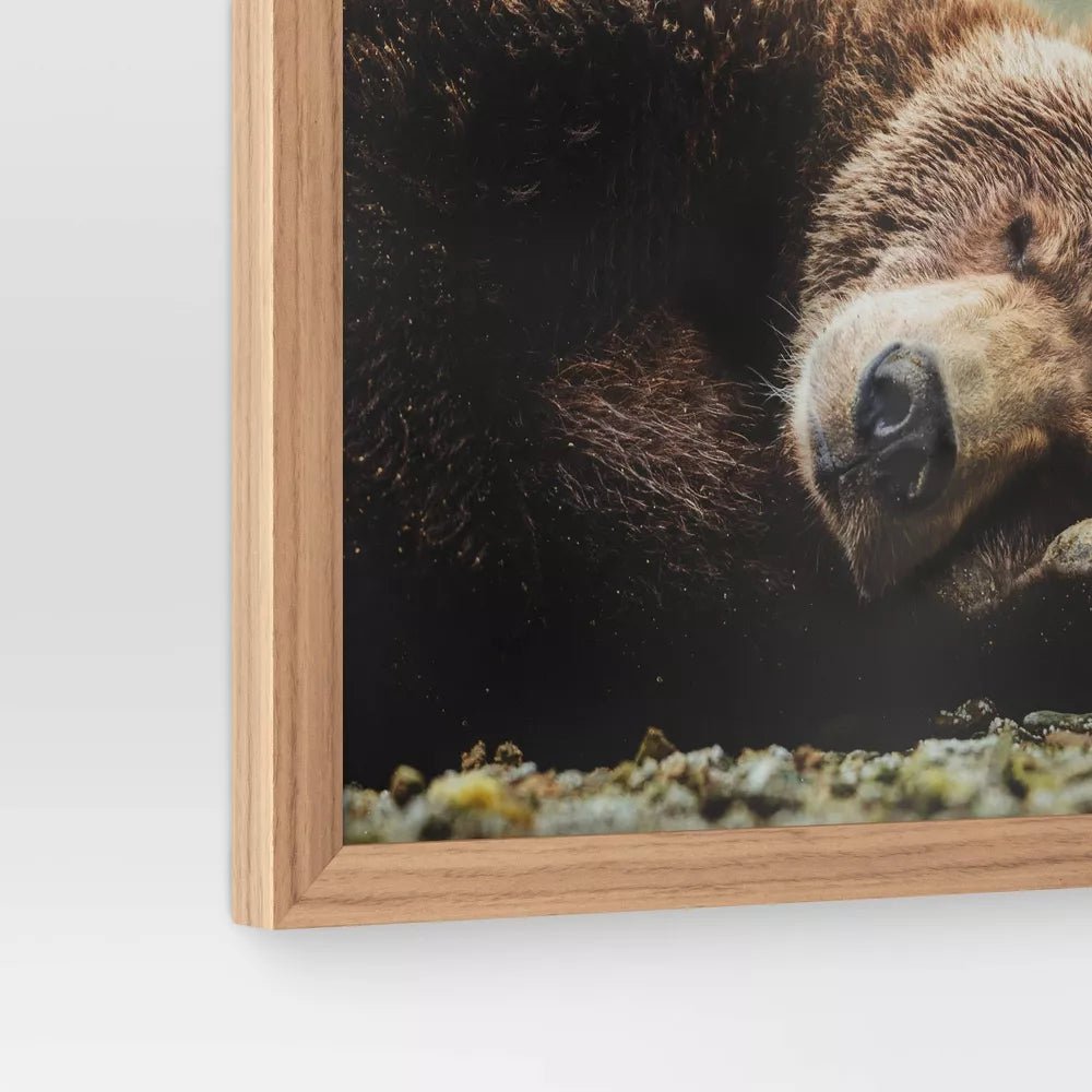 20" x 16" Bear Photography Framed Art - From Where - 