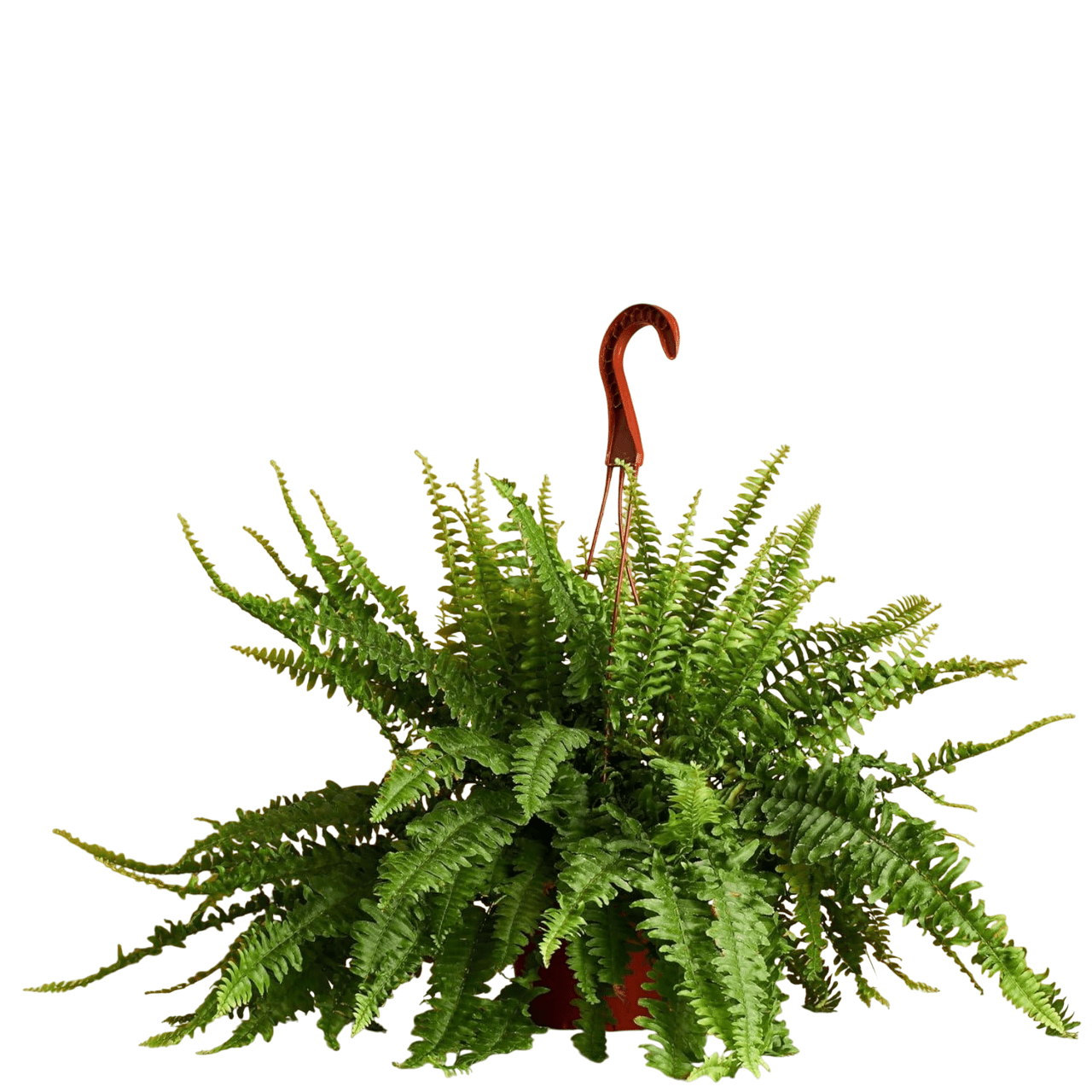 6" Live Hanging Indoor Plant in Pot - From Where - 