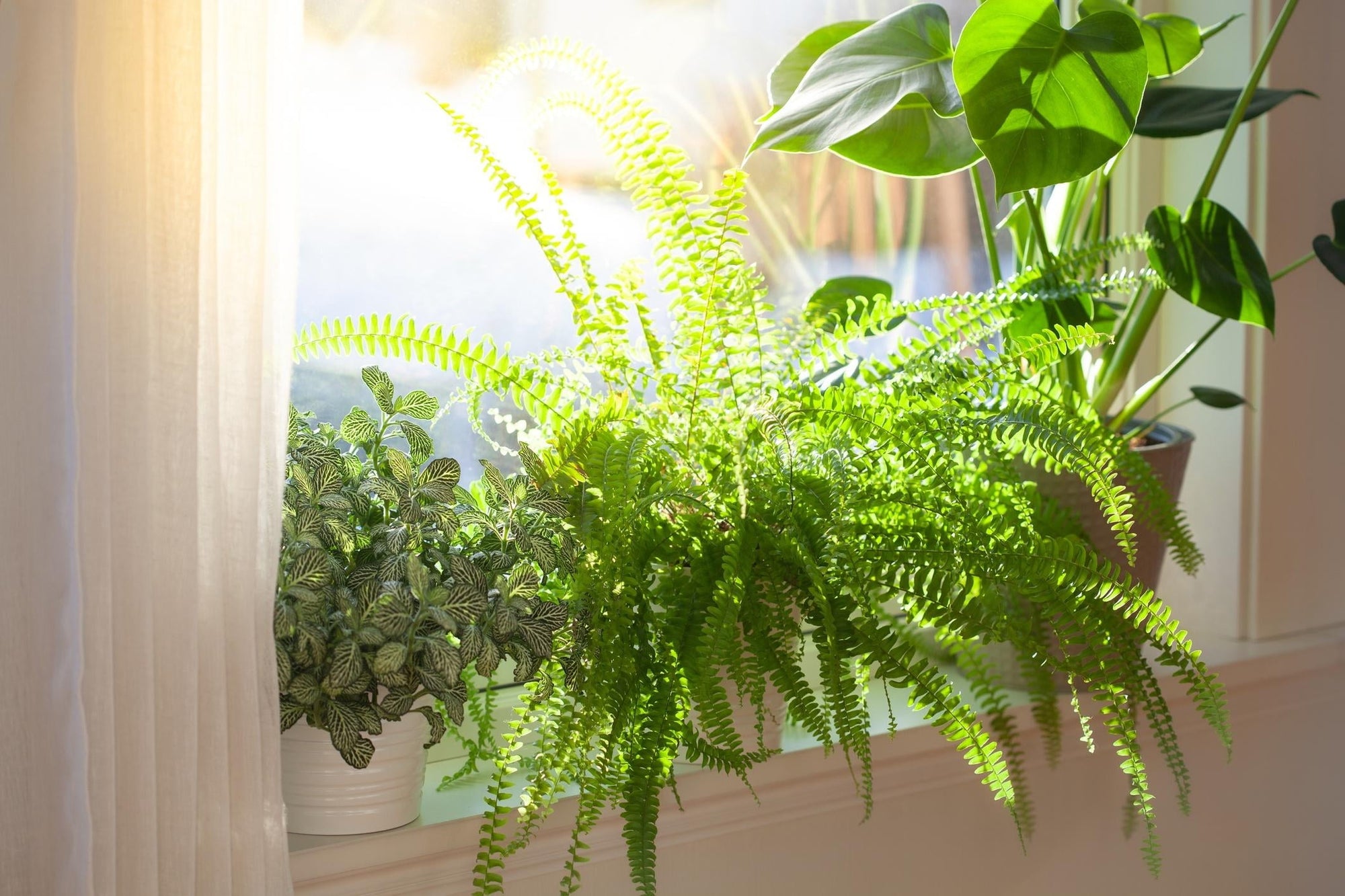 6" Live Hanging Indoor Plant in Pot - From Where - 