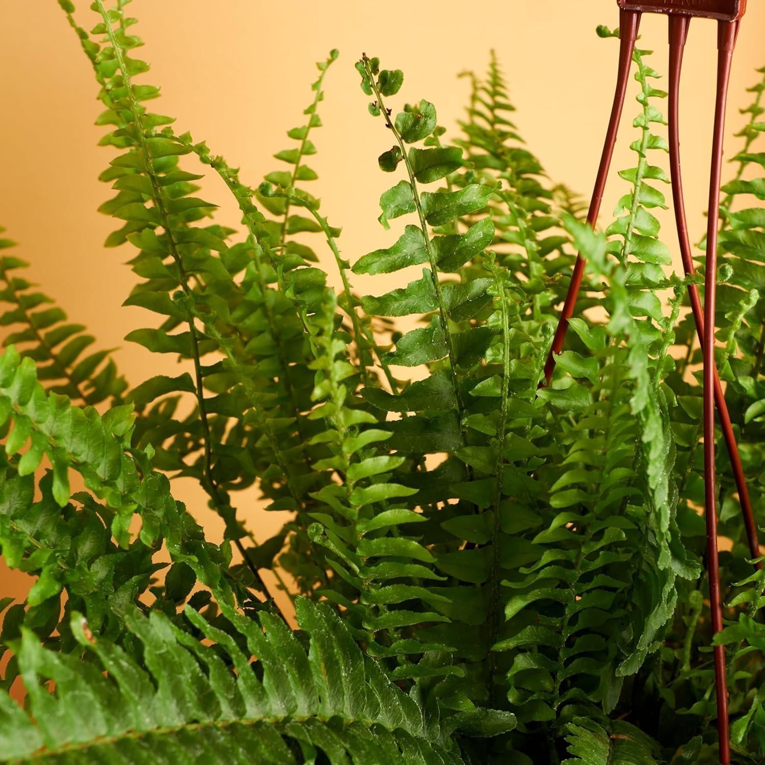 6" Live Hanging Indoor Plant in Pot - From Where - 