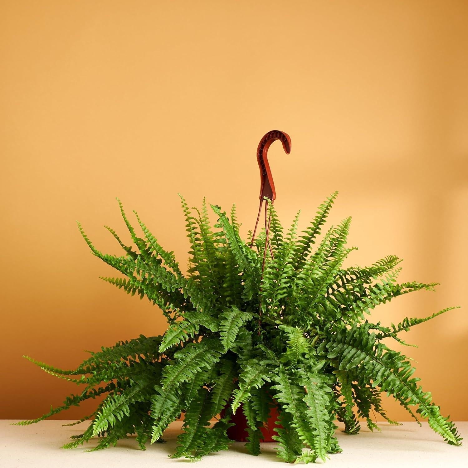 6" Live Hanging Indoor Plant in Pot - From Where - 