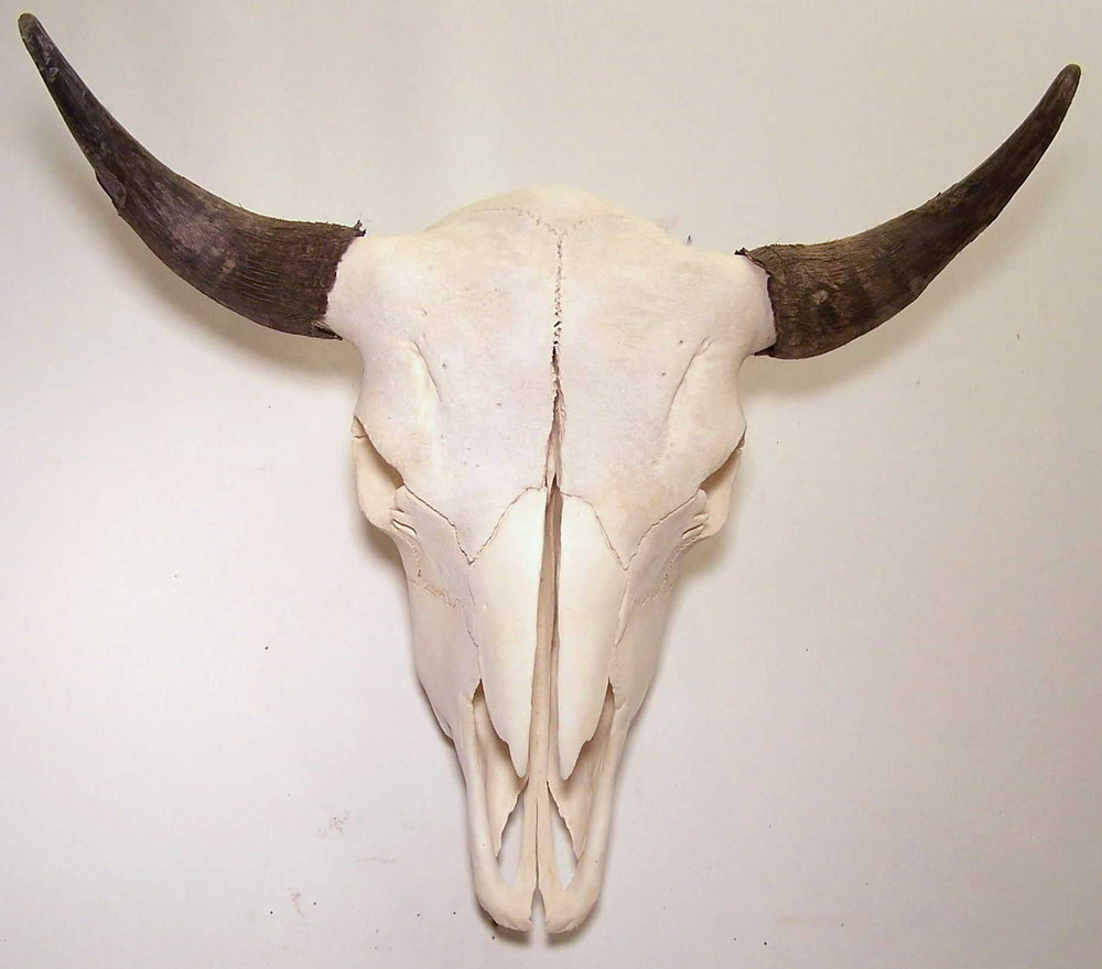 American Bison (Buffalo) Skull Wall Art - From Where - 