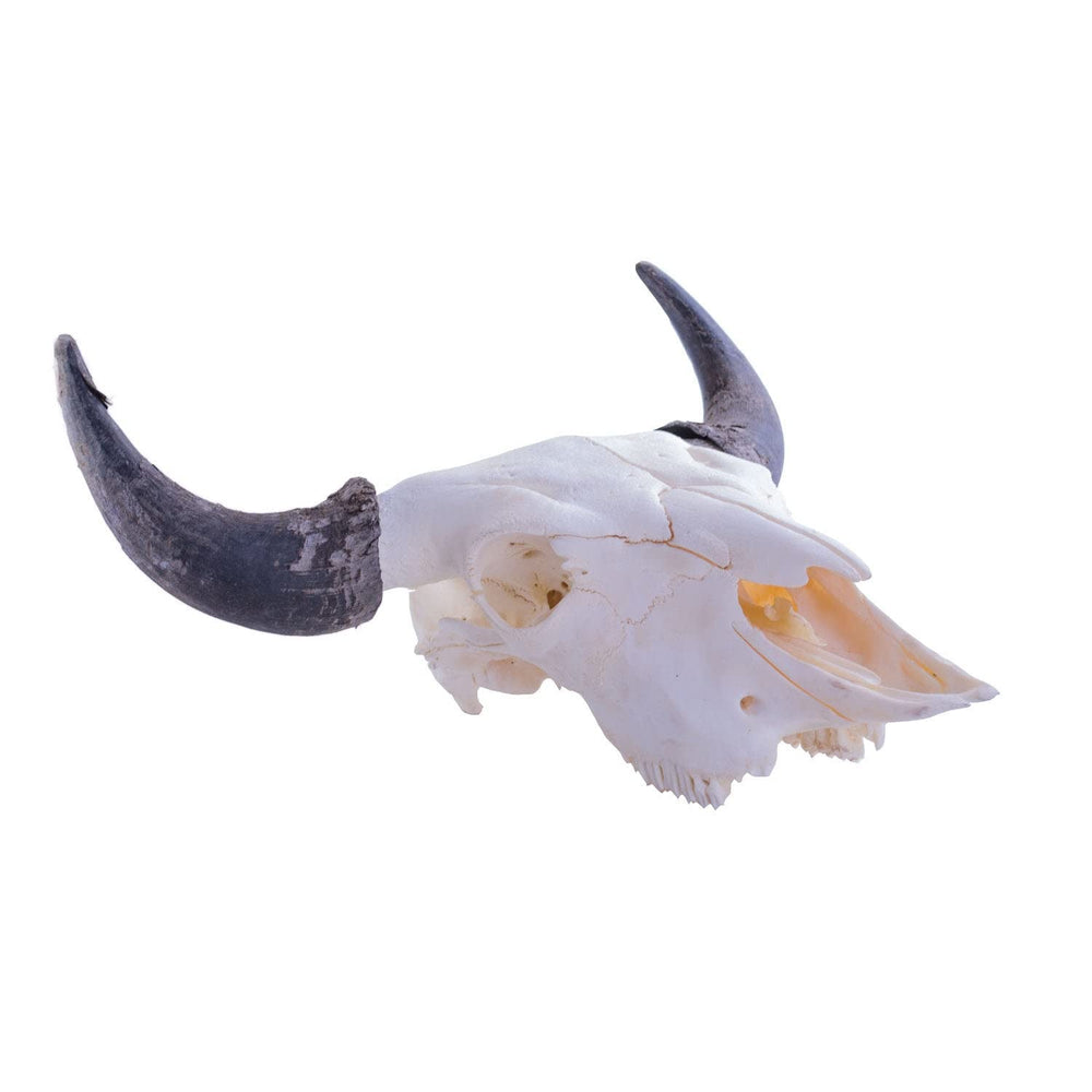 American Bison (Buffalo) Skull Wall Art - From Where - 