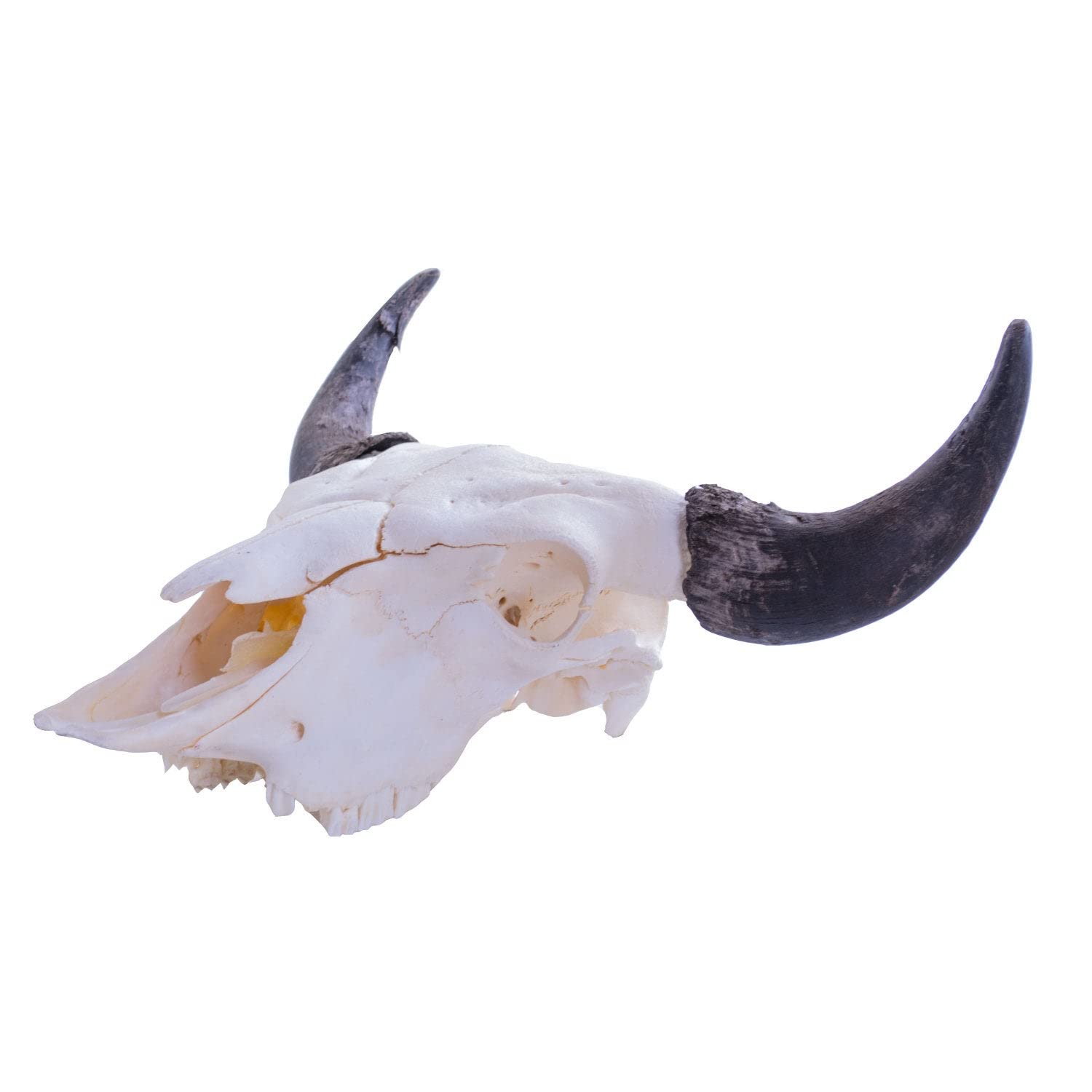 American Bison (Buffalo) Skull Wall Art - From Where - 